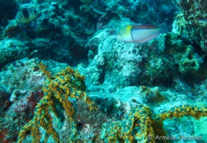 Malendure - îlet Pigeon